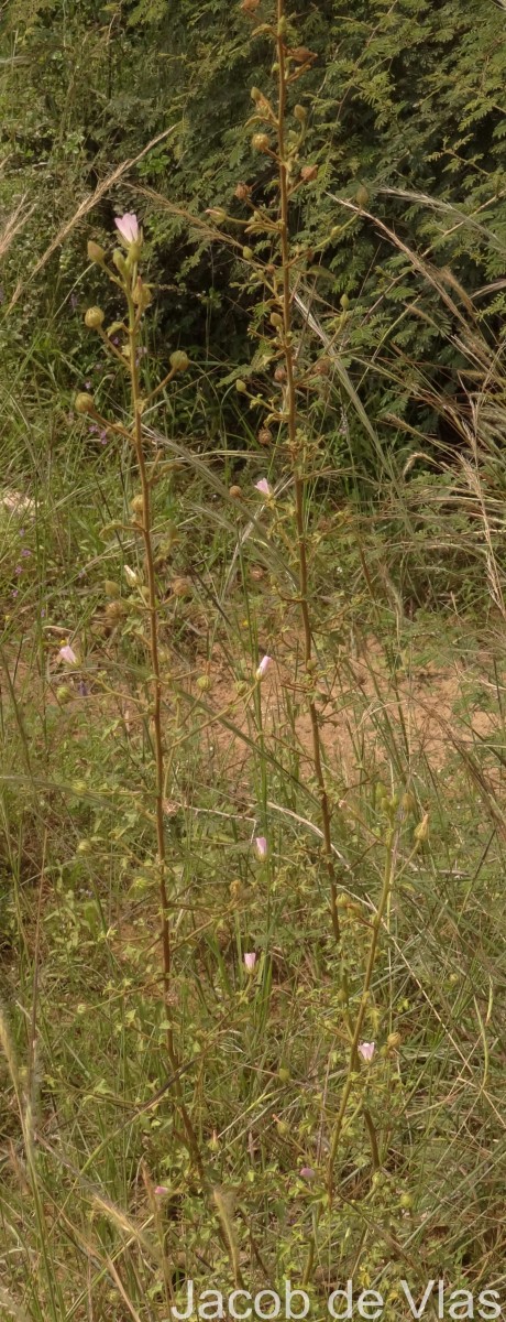 Pavonia zeylonica (L.) Cav.